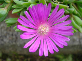 Delosperma ashtonii